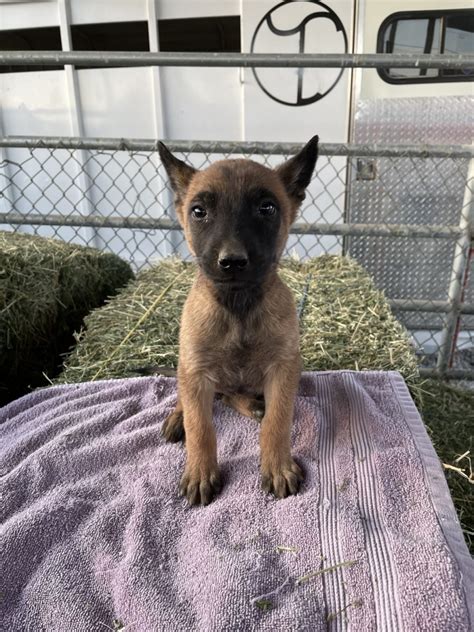 belgian malinois puppies for sale nevada